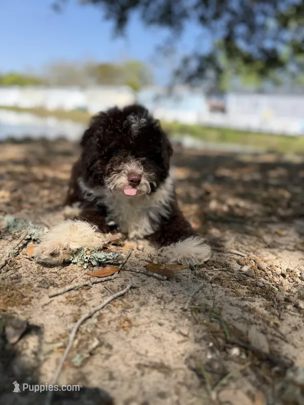 Cheddar – Miniature Aussiedoodle puppy for sale in Myrtle Beach, SC