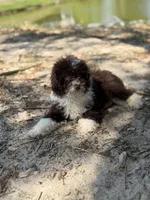 Cheddar, a male Miniature Aussiedoodle for sale in Myrtle Beach, SC – Photo 2 of 6