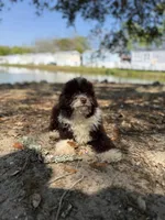Cheddar, a male Miniature Aussiedoodle for sale in Myrtle Beach, SC – Photo 4 of 6