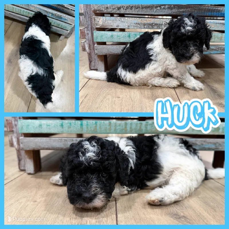 Huck – Bichon Frise, Cavapoo puppy for sale in Myrtle Beach, SC