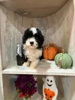 Pupkin, a female Miniature Bernedoodle for sale in Myrtle Beach, SC – 2 of 2