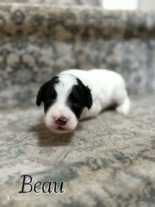 Beau – Bichon Frise, Cavapoo puppy for sale in Myrtle Beach, SC