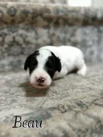 Beau, a male Bichon Frise and Cavapoo for sale in Myrtle Beach, SC – 1 of 2