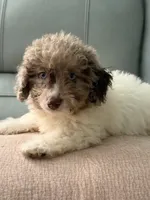 Syd , a male Miniature Aussiedoodle for sale in Myrtle Beach, SC – 6 of 6