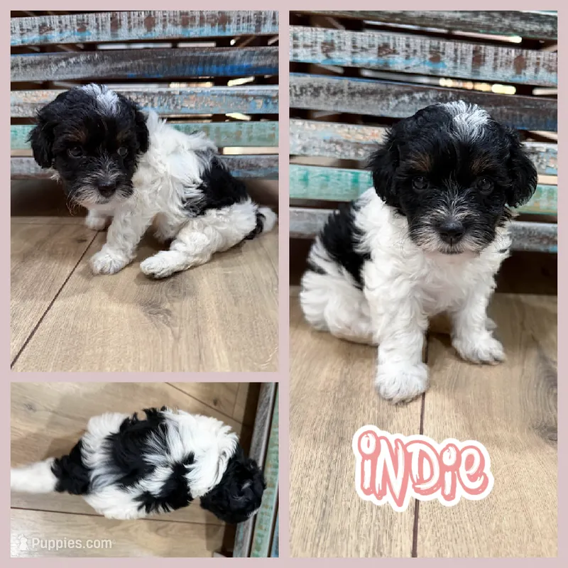 Indie – Bichon Frise, Cavapoo puppy for sale in Myrtle Beach, SC