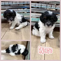 Indie, a female Bichon Frise and Cavapoo for sale in Myrtle Beach, SC – 1 of 5