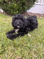 Fester, a female Miniature Bernedoodle for sale in Myrtle Beach, SC – 1 of 4