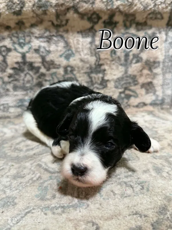 Boone – Bichon Frise, Cavapoo puppy for sale in Myrtle Beach, SC