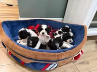 Indie, a female Bichon Frise and Cavapoo for sale in Myrtle Beach, SC – 4 of 5