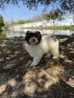 Swiss, a male Miniature Aussiedoodle for sale in Myrtle Beach, SC – Photo 2 of 6