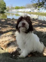 Swiss, a male Miniature Aussiedoodle for sale in Myrtle Beach, SC – Photo 3 of 6