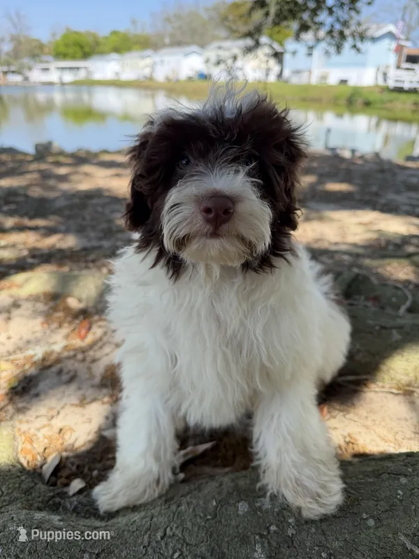Swiss, a male Miniature Aussiedoodle for sale in Myrtle Beach, SC – Photo 1 of 6