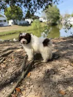 Swiss, a male Miniature Aussiedoodle for sale in Myrtle Beach, SC – Photo 6 of 6
