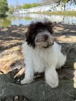 Swiss, a male Miniature Aussiedoodle for sale in Myrtle Beach, SC – Photo 4 of 6