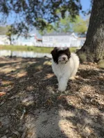 Swiss, a male Miniature Aussiedoodle for sale in Myrtle Beach, SC – Photo 5 of 6
