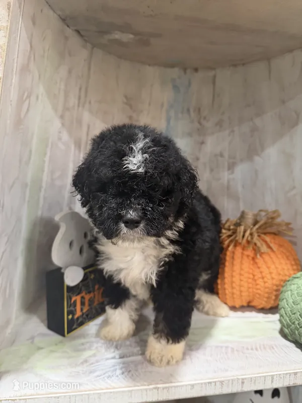 Boo – Miniature Bernedoodle puppy for sale in Myrtle Beach, SC