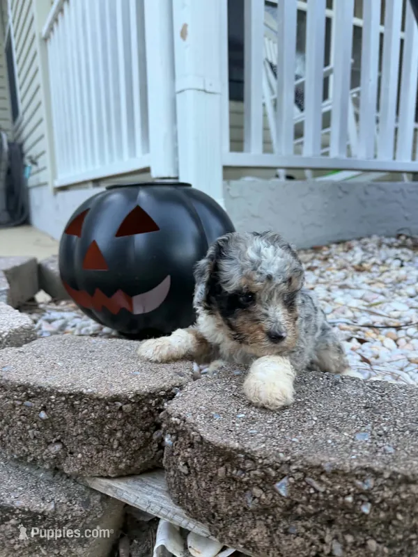 Kelly – Miniature Bernedoodle puppy on hold in Myrtle Beach, SC