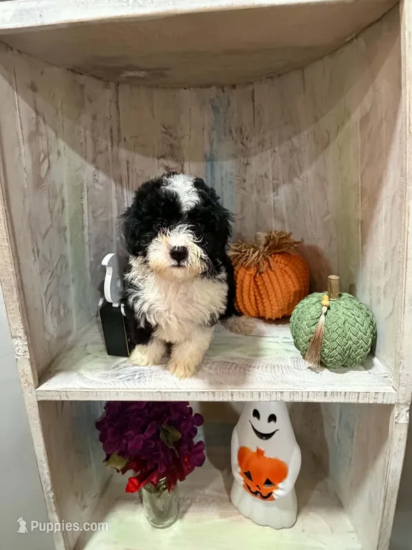 Pupkin – Miniature Bernedoodle puppy on hold in Myrtle Beach, SC