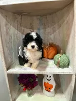 Pupkin, a female Miniature Bernedoodle for sale in Myrtle Beach, SC – 1 of 2