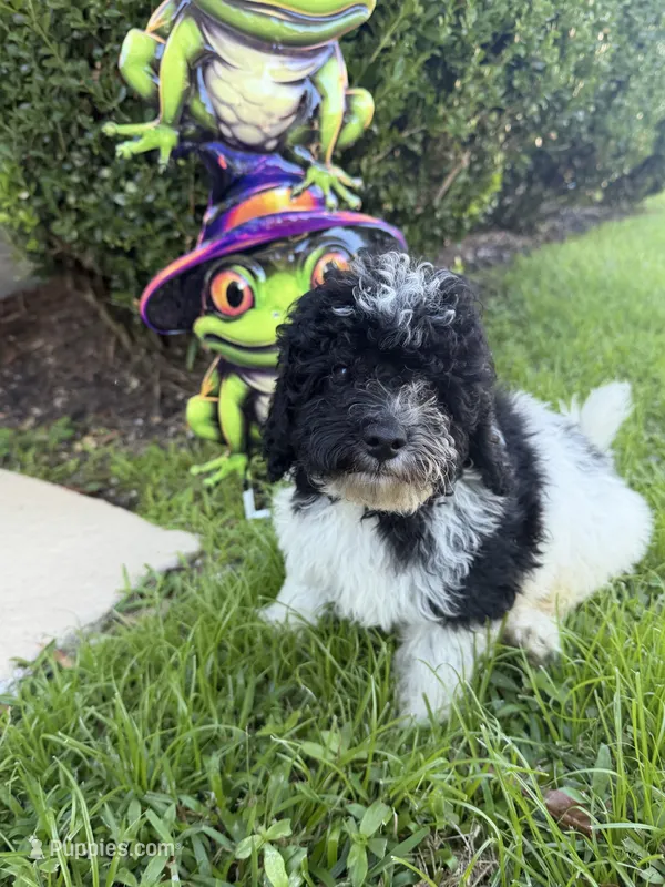 Huck – Bichon Frise, Cavapoo puppy for sale in Myrtle Beach, SC