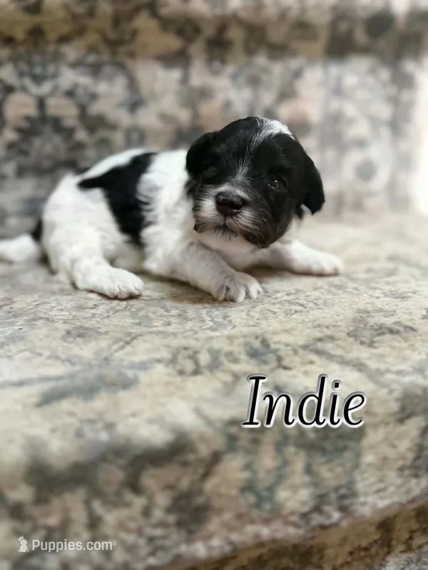 Indie – Bichon Frise, Cavapoo puppy for sale in Myrtle Beach, SC