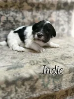 Indie, a male Bichon Frise and Cavapoo for sale in Myrtle Beach, SC – 1 of 2
