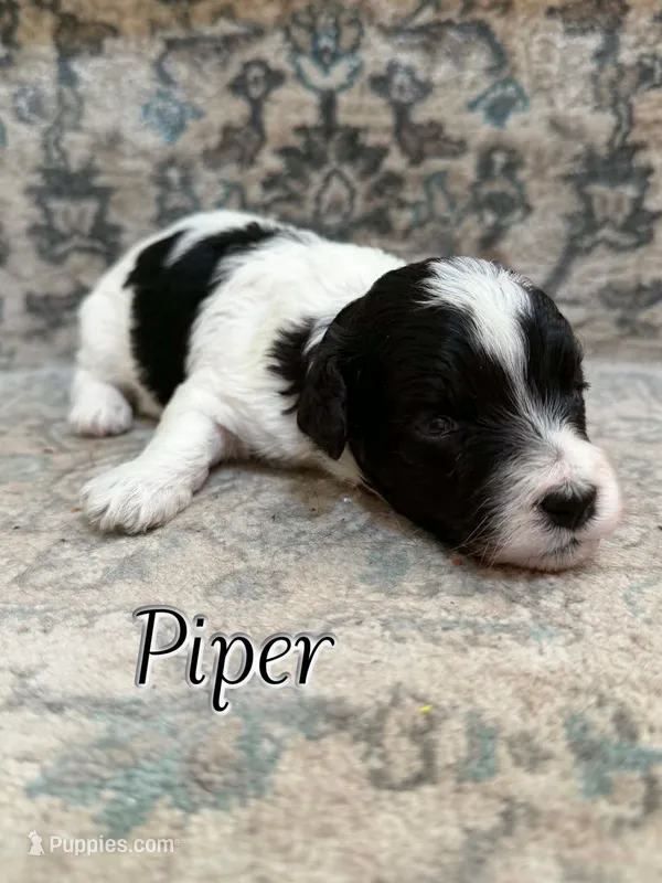 Piper – Bichon Frise, Cavapoo puppy for sale in Myrtle Beach, SC