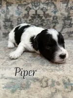 Piper, a male Bichon Frise and Cavapoo for sale in Myrtle Beach, SC – 1 of 2