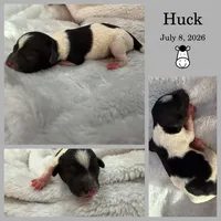 Huck, a male Bichon Frise and Cavapoo for sale in Myrtle Beach, SC – 2 of 2