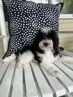 Boone, a male Bichon Frise and Cavapoo for sale in Myrtle Beach, SC – 7 of 9