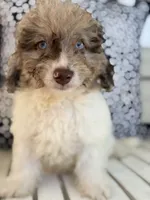 Syd , a male Miniature Aussiedoodle for sale in Myrtle Beach, SC – 4 of 6