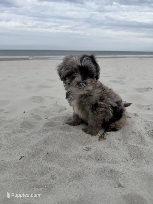 Snickers , a male Miniature Bernedoodle for sale in Myrtle Beach, SC – Photo 1 of 6