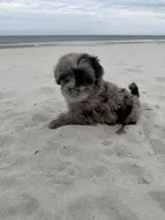 Snickers , a male Miniature Bernedoodle for sale in Myrtle Beach, SC – Photo 4 of 6