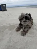 Snickers , a male Miniature Bernedoodle for sale in Myrtle Beach, SC – Photo 5 of 6