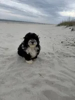 Teddy , a male Miniature Bernedoodle for sale in Myrtle Beach, SC – Photo 3 of 6