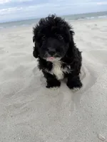 Biscuit, a male Miniature Bernedoodle for sale in Myrtle Beach, SC – 2 of 4