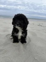 Biscuit, a male Miniature Bernedoodle for sale in Myrtle Beach, SC – 1 of 4