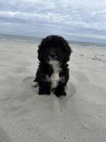 Biscuit, a male Miniature Bernedoodle for sale in Myrtle Beach, SC – 3 of 4