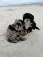 Teddy , a male Miniature Bernedoodle for sale in Myrtle Beach, SC – Photo 6 of 6