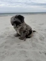 Snickers , a male Miniature Bernedoodle for sale in Myrtle Beach, SC – Photo 3 of 6