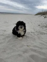Teddy , a male Miniature Bernedoodle for sale in Myrtle Beach, SC – Photo 5 of 6