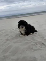 Teddy , a male Miniature Bernedoodle for sale in Myrtle Beach, SC – Photo 4 of 6