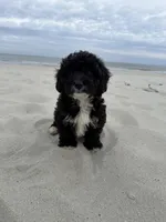 Biscuit, a male Miniature Bernedoodle for sale in Myrtle Beach, SC – 4 of 4