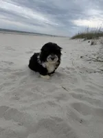 Teddy , a male Miniature Bernedoodle for sale in Myrtle Beach, SC – Photo 2 of 6