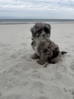 Snickers , a male Miniature Bernedoodle for sale in Myrtle Beach, SC – Photo 6 of 6