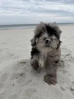 Snickers , a male Miniature Bernedoodle for sale in Myrtle Beach, SC – Photo 2 of 6