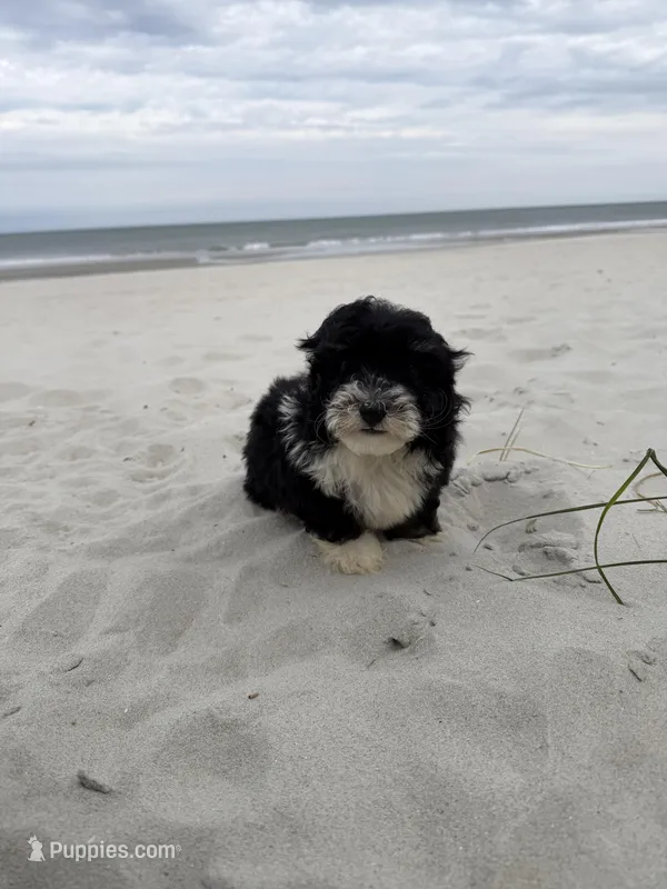 Teddy , a male Miniature Bernedoodle for sale in Myrtle Beach, SC – Photo 1 of 6