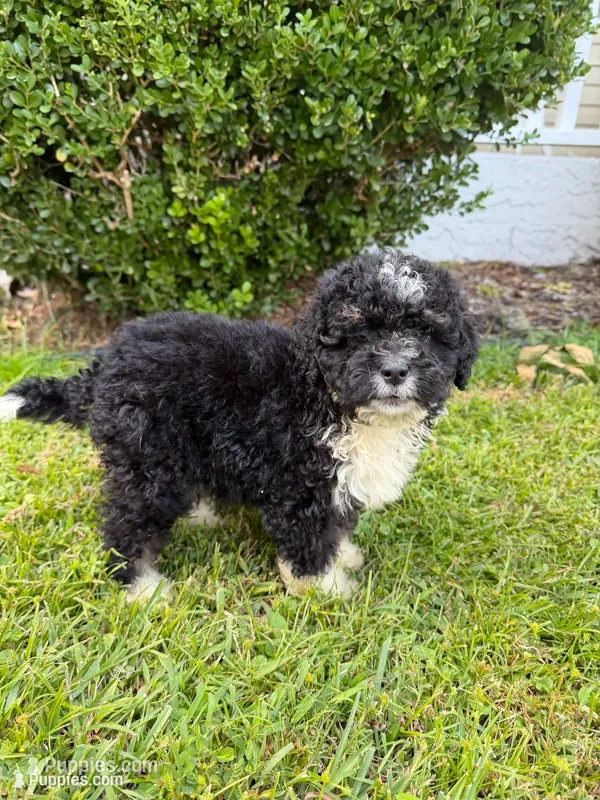 Boo – Miniature Bernedoodle puppy for sale in Myrtle Beach, SC