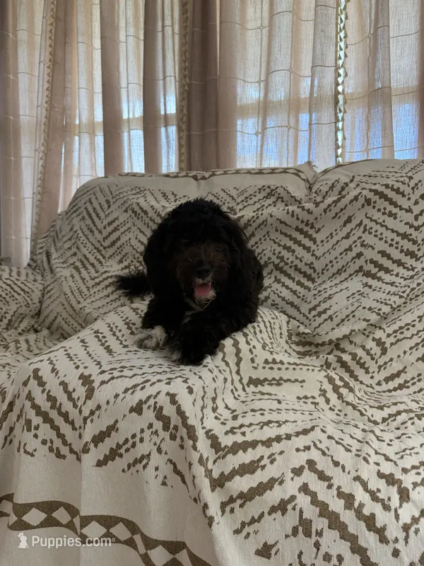 Bear – Miniature Bernedoodle puppy for sale in Myrtle Beach, SC