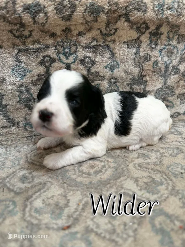 Wilder – Bichon Frise, Cavapoo puppy for sale in Myrtle Beach, SC